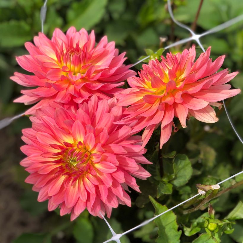Dahlia nain décoratif Extase (Flowering)