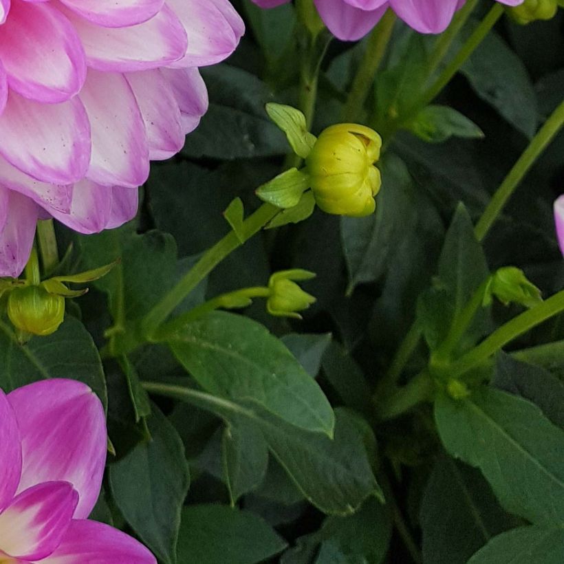 Dahlia nain Melody Dixie (Foliage)