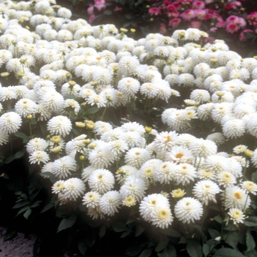 Dahlia Nain Polar glow (Flowering)
