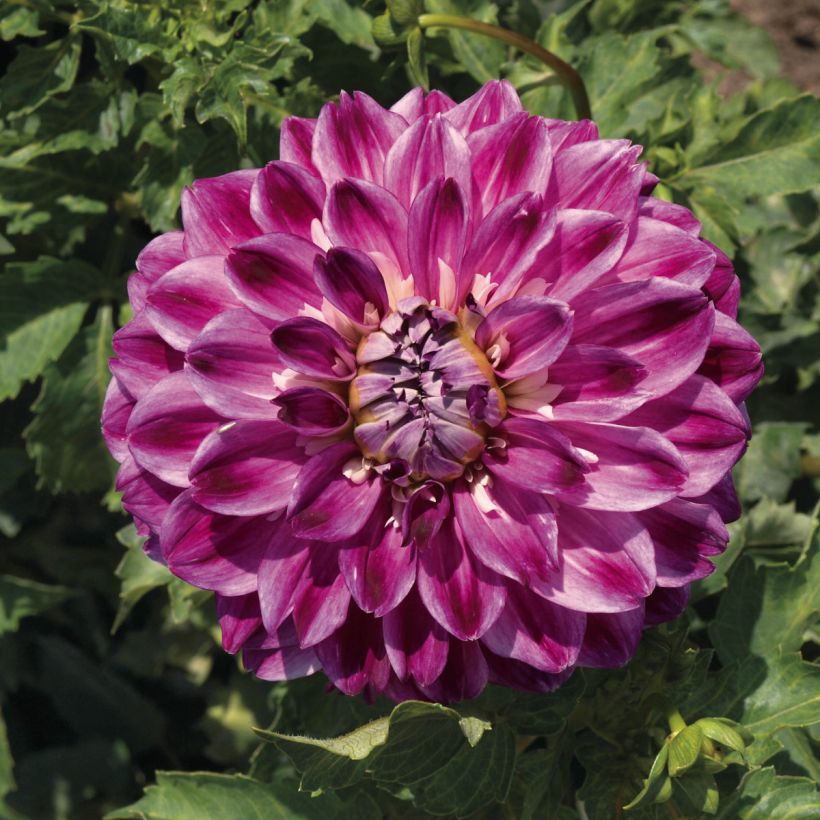 Dahlia décoratif Optic Illusion (Flowering)