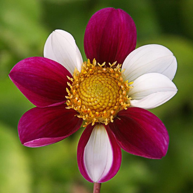 Dahlia paysage Twyning's Smartie (Flowering)
