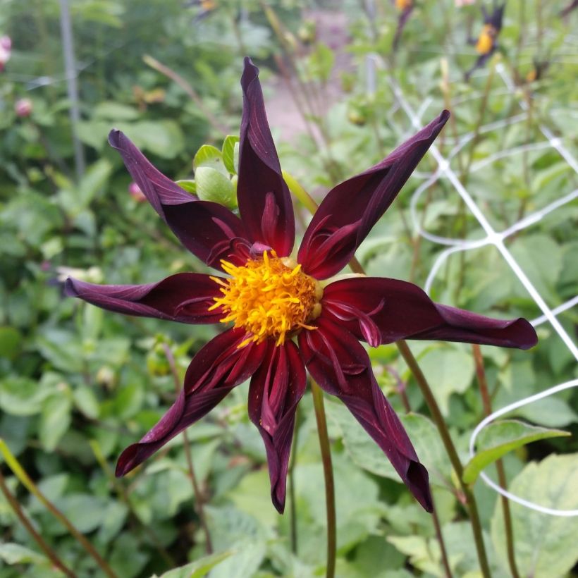 Dahlia Honka Verrone's Obsidian (Flowering)