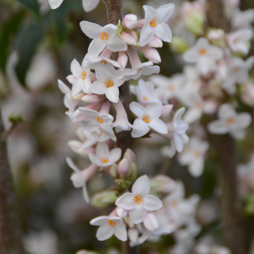 Daphné bholua (Flowering)