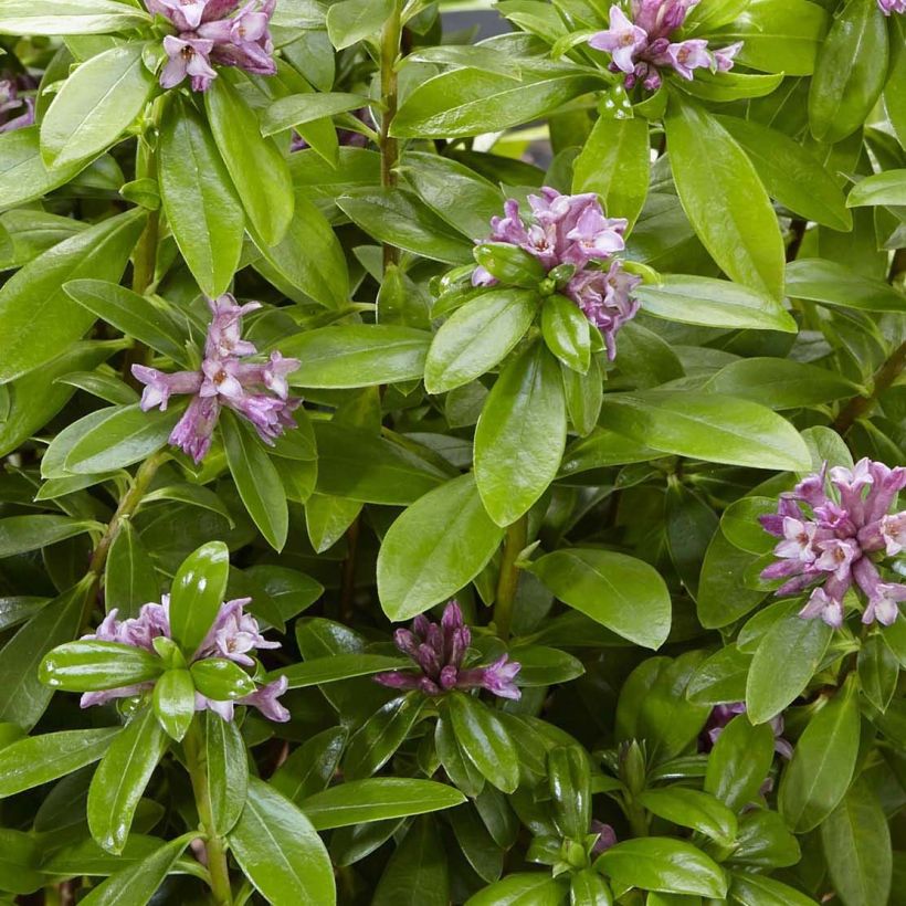 Daphne odora Sweet Amethyst - Daphné odorant (Foliage)