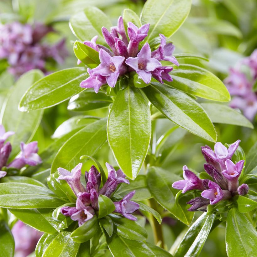 Daphne odora Sweet Amethyst - Daphné odorant (Flowering)