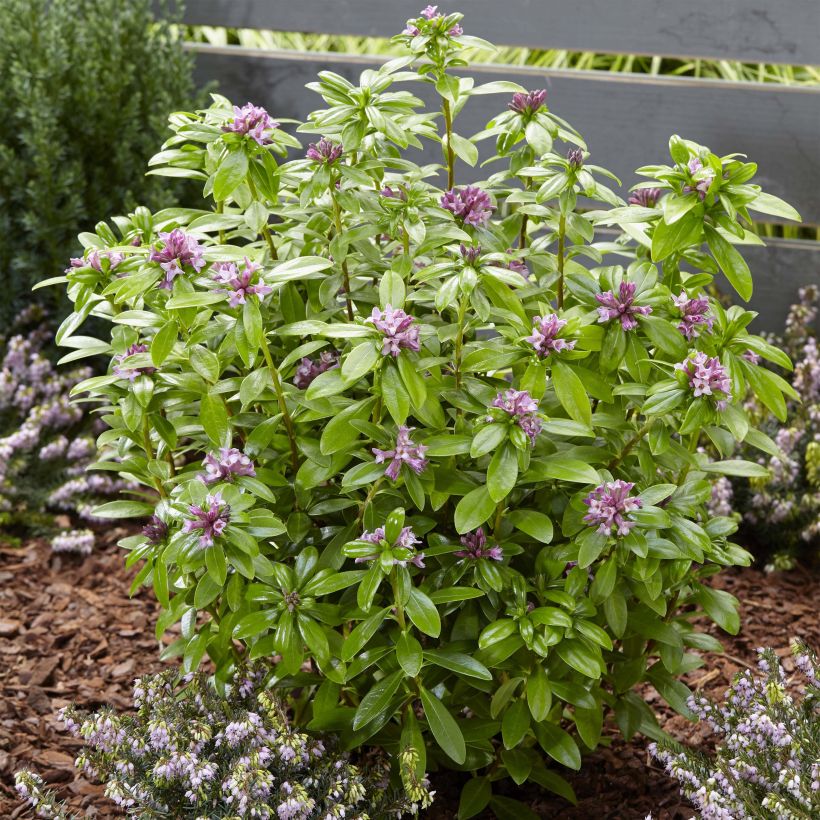 Daphne odora Sweet Amethyst - Daphné odorant (Plant habit)