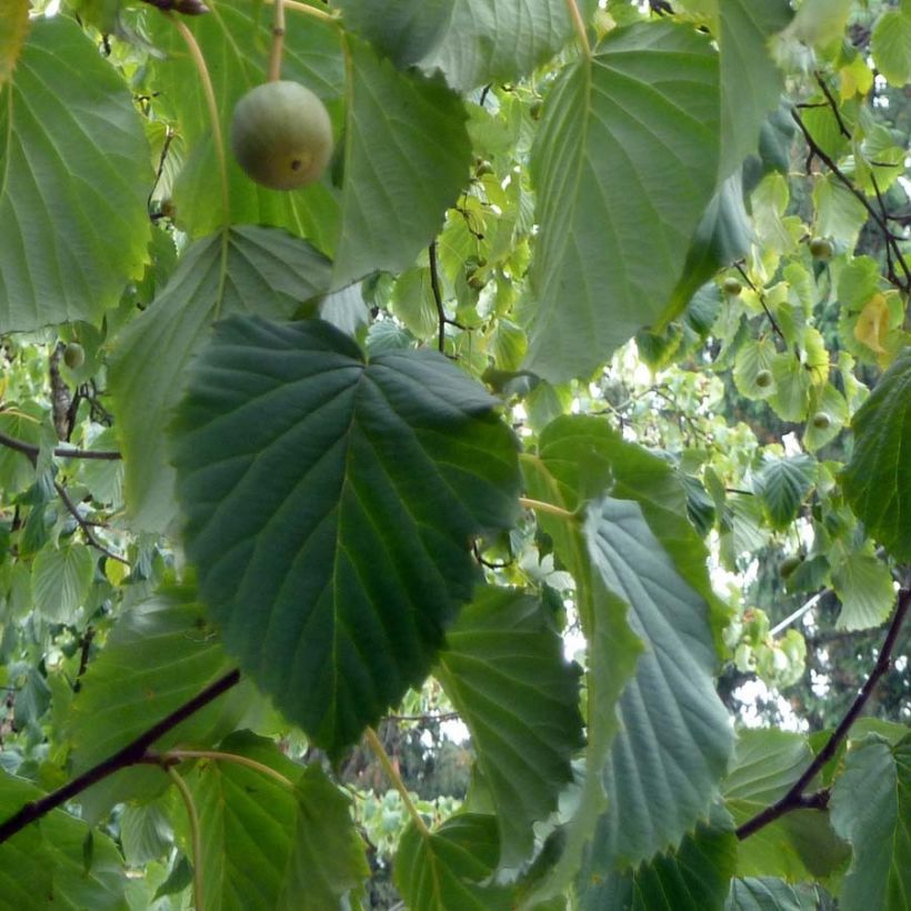 Arbre à mouchoir - Davidia involucrata (Foliage)