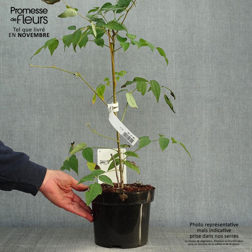 Example of Decaisnea fargesii Pot de 2L/3L as you get in automne