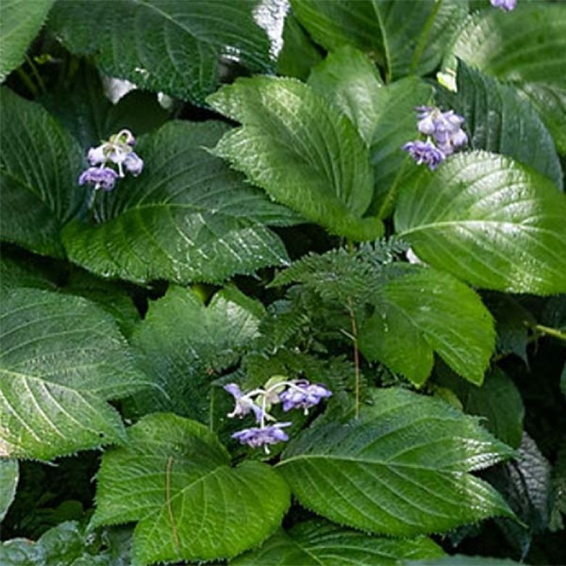 Deinanthe x Blue Wonder (Foliage)