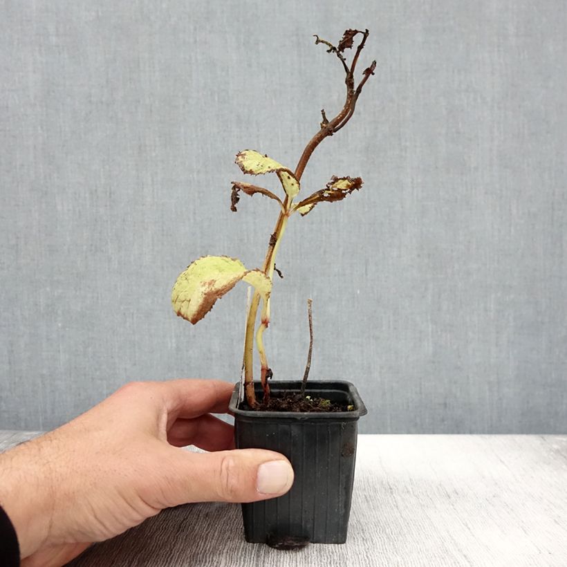 Example of Deinanthe x Blue Wonder Godet de 8/9 cm as you get in automne