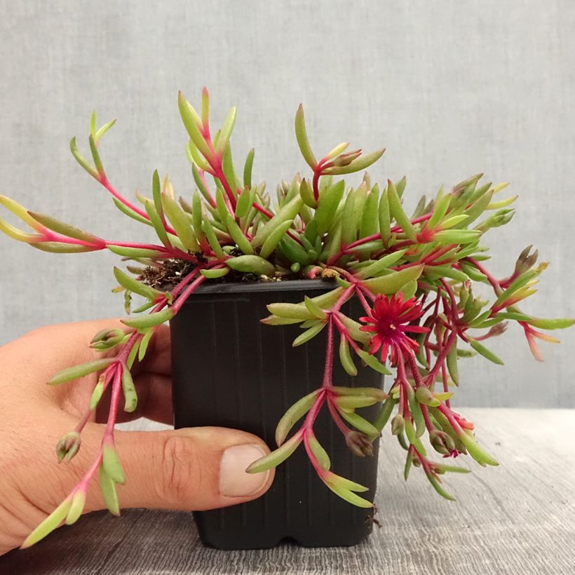 Example of Delosperma Desert Dancers Red Godet de 8/9 cm as you get in ete