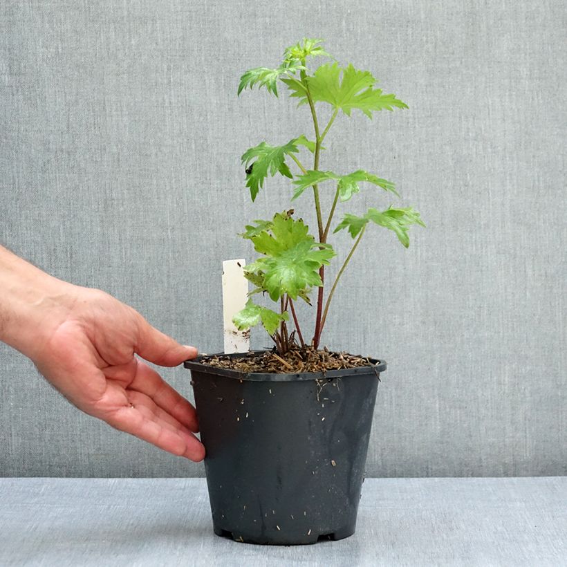 Example of Delphinium Highlander Bolero - Pied d'alouette vivace Pot de 2L/3L as you get in ete