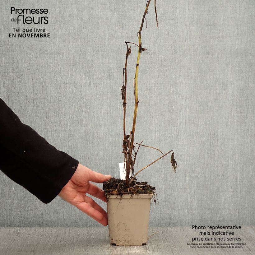 Example of Delphinium Highlander Samba - Pied d'Alouette vivace Godet de 8/9 cm as you get in automne