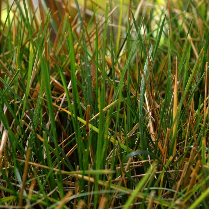 Deschampsia cespitosa - Canche cespiteuse (Foliage)