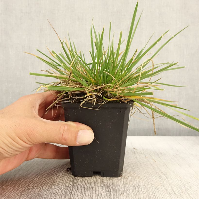 Example of Deschampsia cespitosa Goldschleier - Canche cespiteuse Godet de 8/9 cm as you get in automne