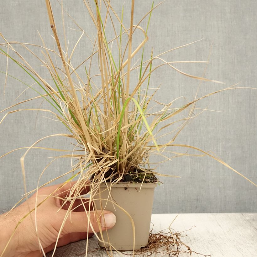Example of Deschampsia cespitosa Tardiflora - Canche cespiteuse  Godet de 8/9 cm as you get in automne