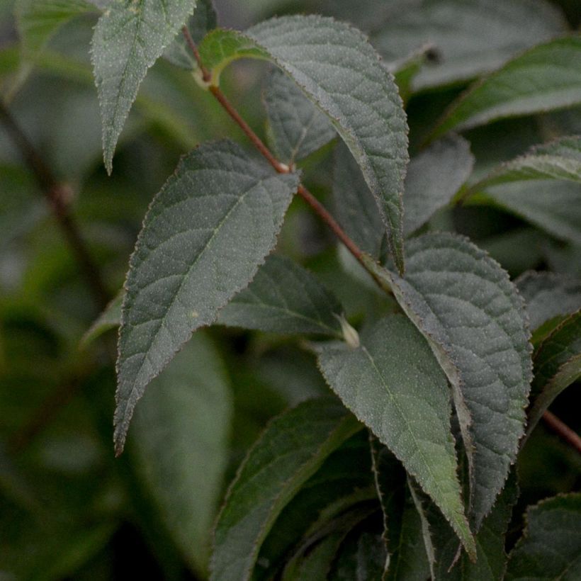 Deutzia compacta Lavender Time - Deutzie (Foliage)