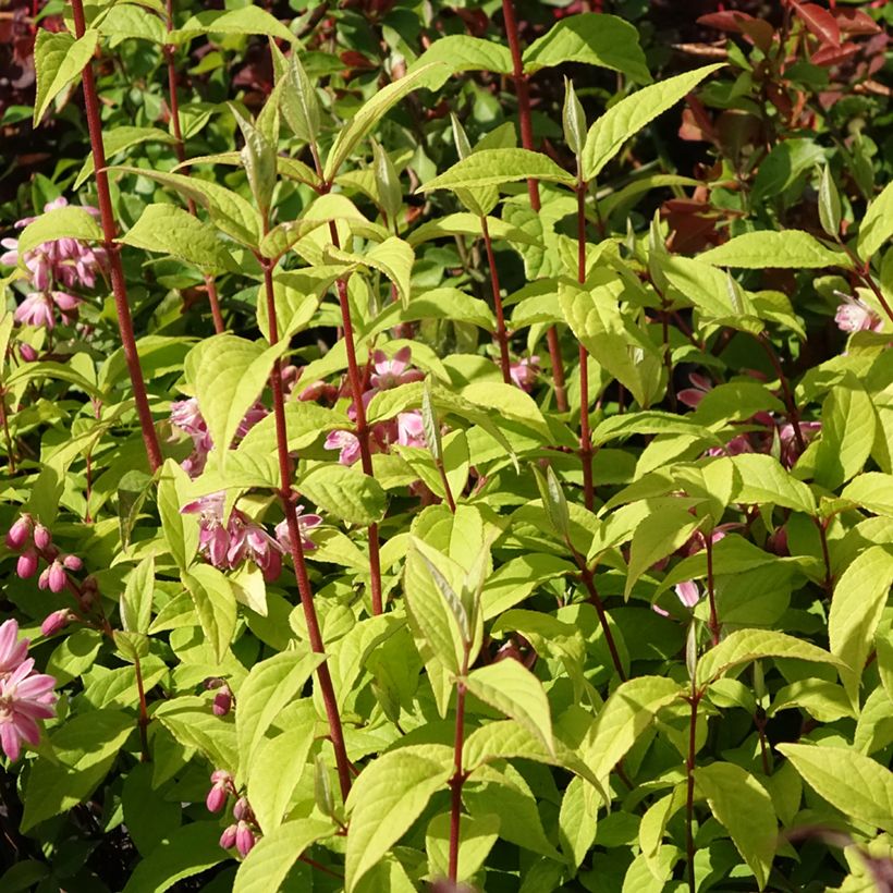 Deutzia hybrida Strawberry Fields - Deutzie (Plant habit)