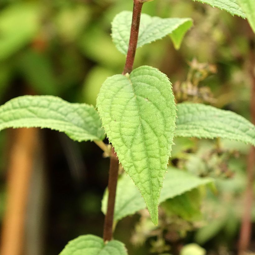 Deutzia hybride Mont Rose - Deutzie (Foliage)