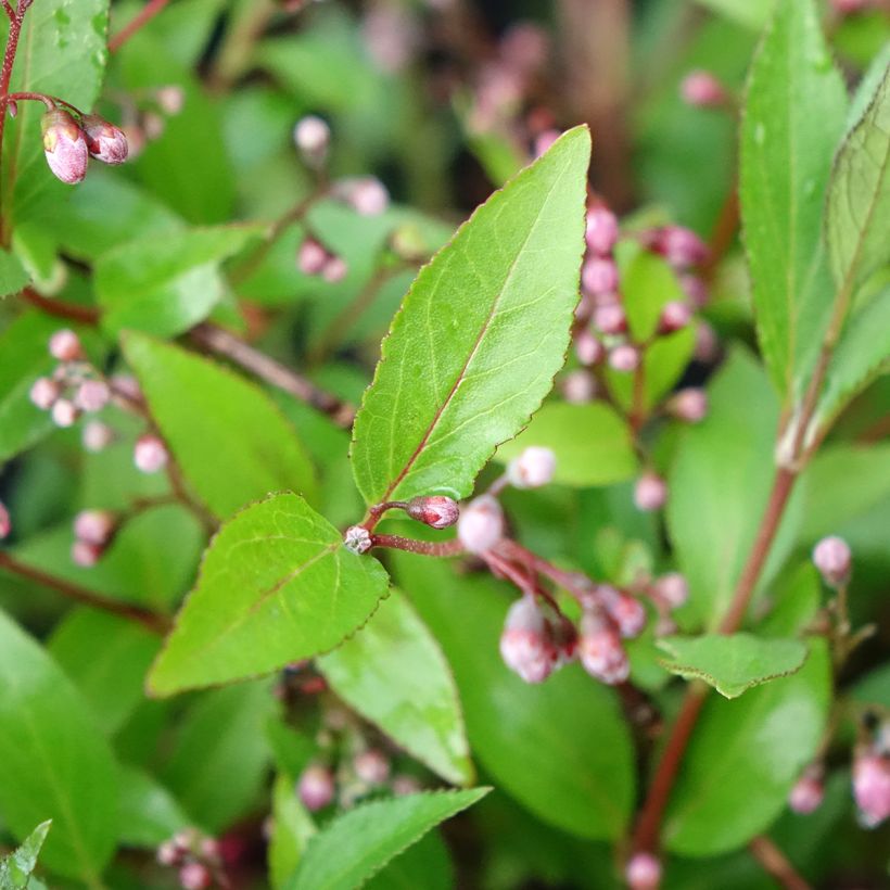 Deutzia Million Stars Pink Carpet (Foliage)