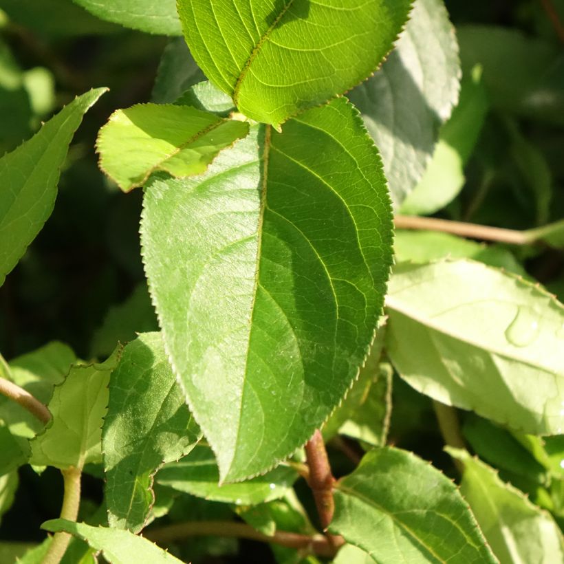 Deutzia scabra Punctata - Deutzie (Foliage)