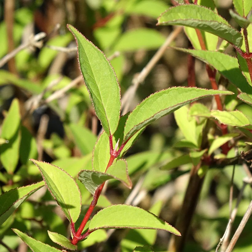 Deutzia x lemoinei - Deutzie (Foliage)