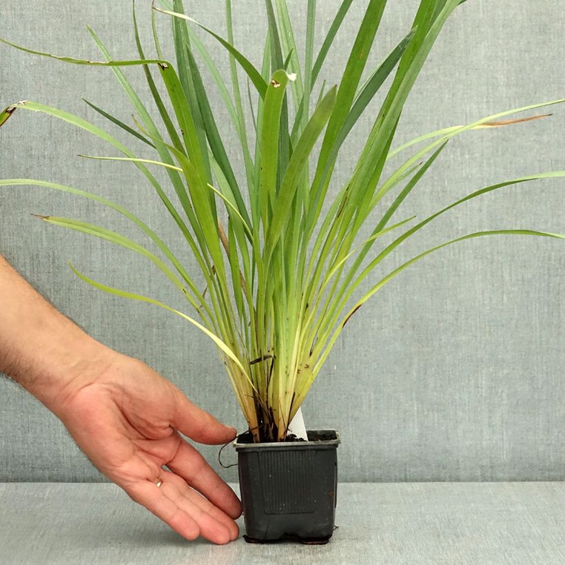 Example of Dianella caerulea Cassa Blue Godet de 8/9 cm as you get in ete
