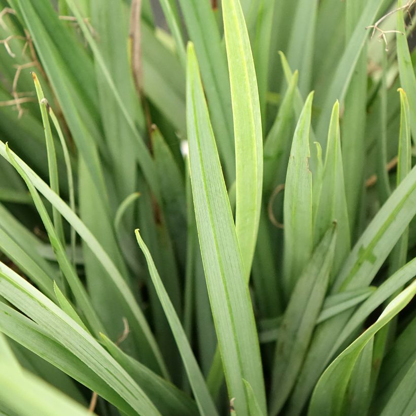 Dianella caerulea Cassa Blue (Foliage)