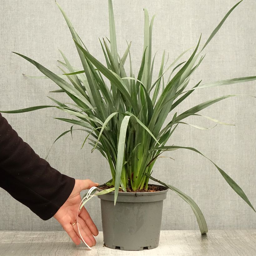 Example of Dianella caerulea Cassa Blue Pot de 2L/3L as you get in automne