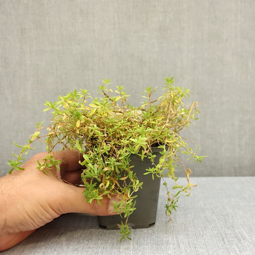 Example of Dianthus deltoides Arctic Fire - Oeillet à delta Godet de 8/9 cm as you get in ete