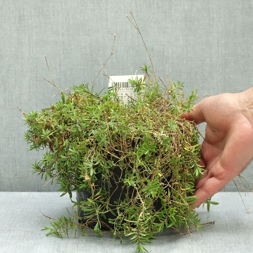 Example of Dianthus deltoides Flashing Light - Oeillet des landes Pot de 2L/3L as you get in ete