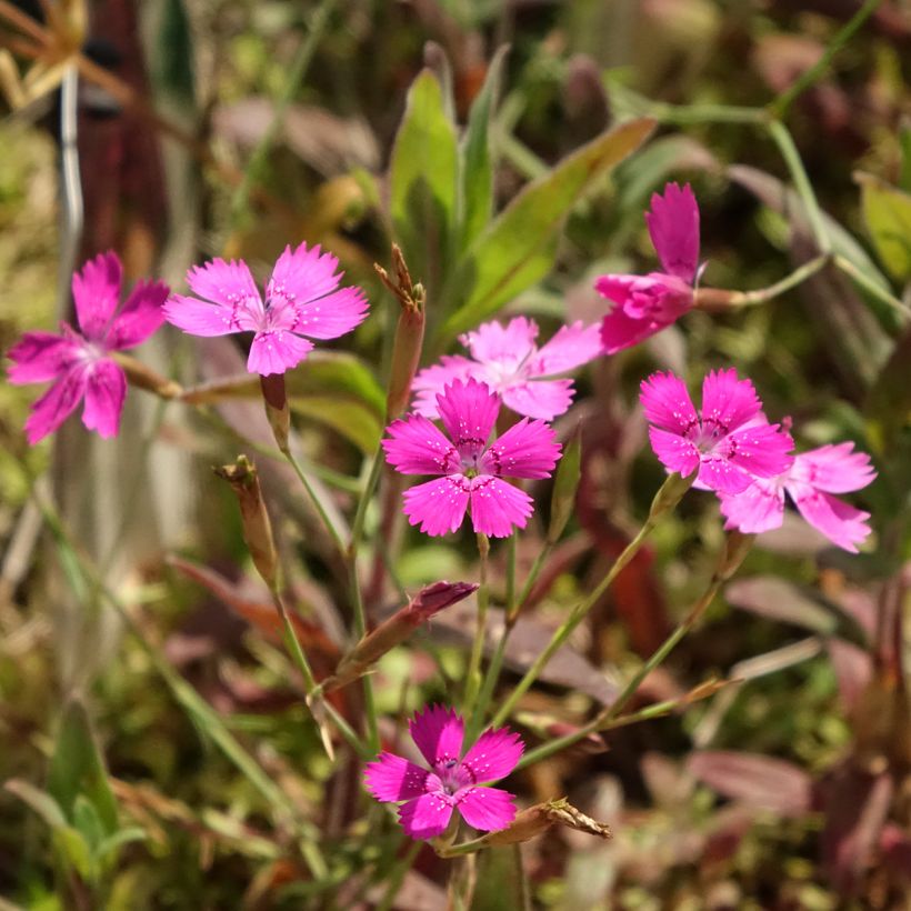 Dianthus deltoides - Oeillet à delta (Flowering)