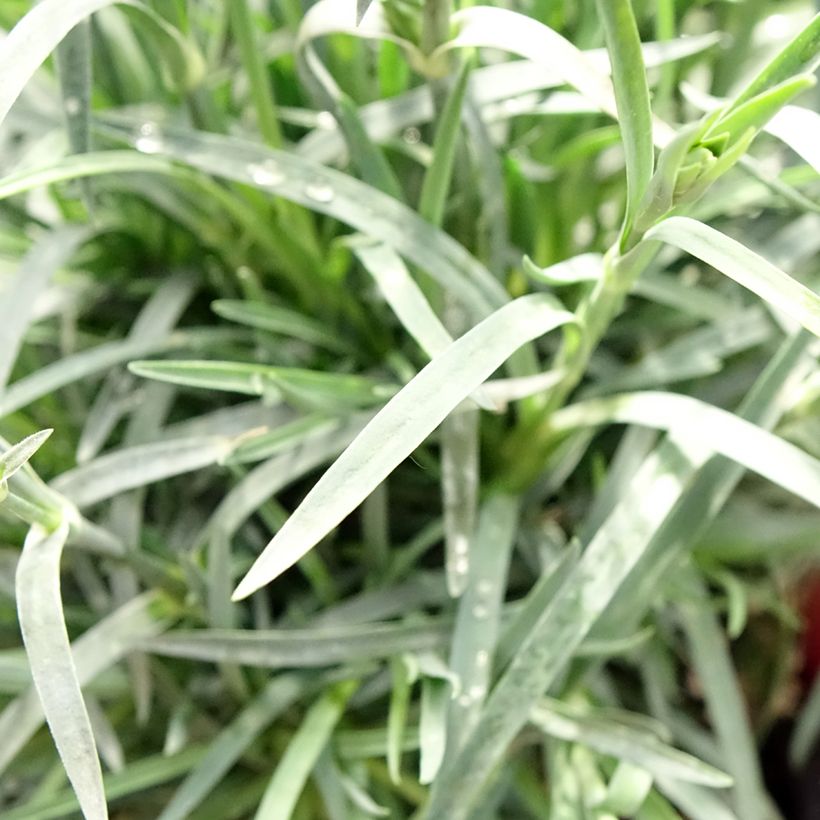 Dianthus plumarius Passion Hot Red - Œillet mignardise (Foliage)