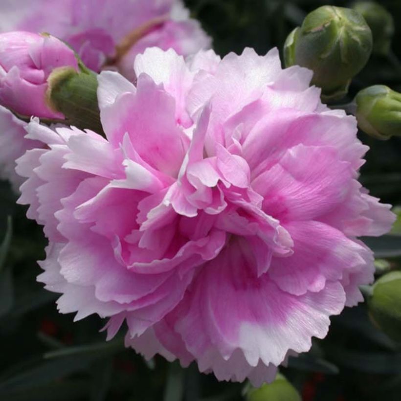 Dianthus plumarius Scent First Iced Gem - Oeillet mignardise (Flowering)