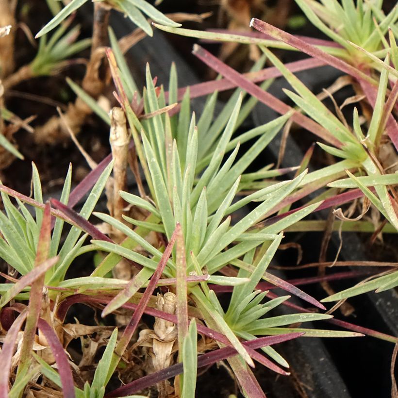 Dianthus plumarius Scent First Iced Gem - Oeillet mignardise (Foliage)