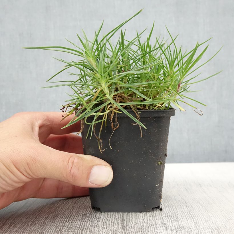 Example of Dianthus spiculifolius, Oeillet Godet de 8/9 cm as you get in automne
