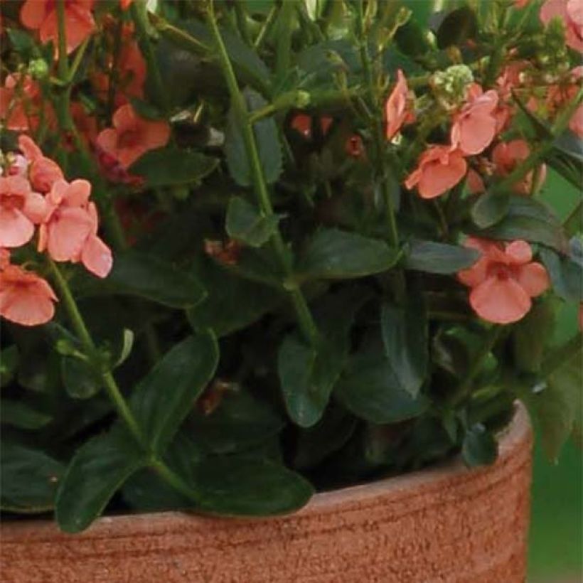 Diascia Sundascia Up Peach - Diascie orange (Foliage)