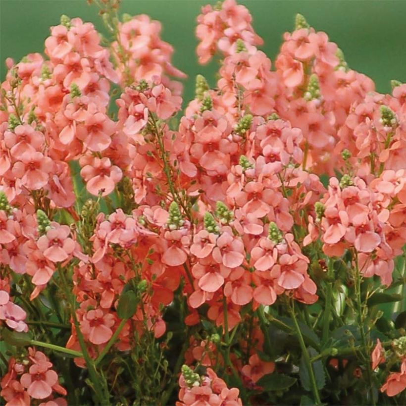 Diascia Sundascia Up Peach - Diascie orange (Flowering)