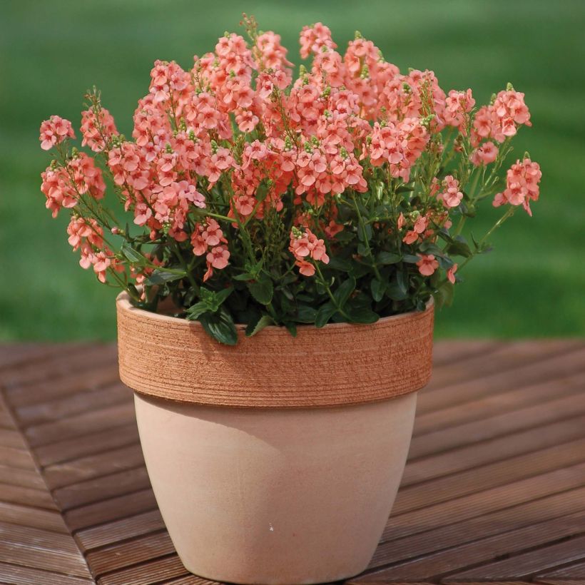 Diascia Sundascia Up Peach - Diascie orange (Plant habit)