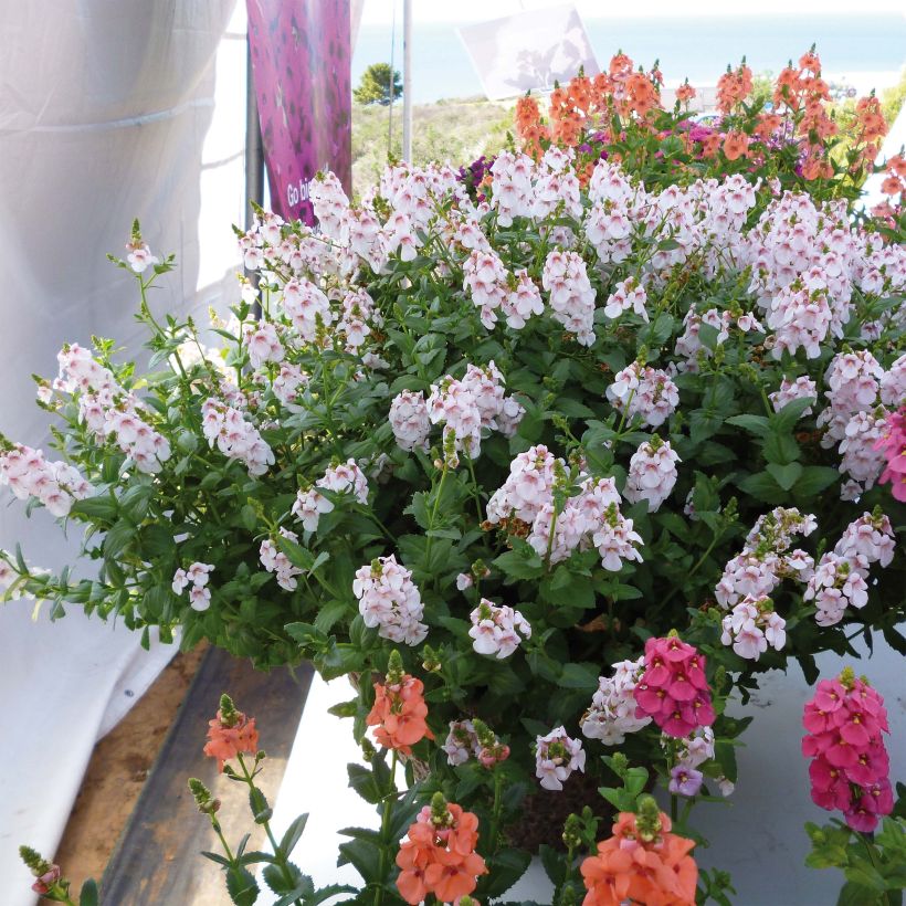 Diascia Sundascia Up Sakura Pink - Diascie blanche à coeur rose (Plant habit)