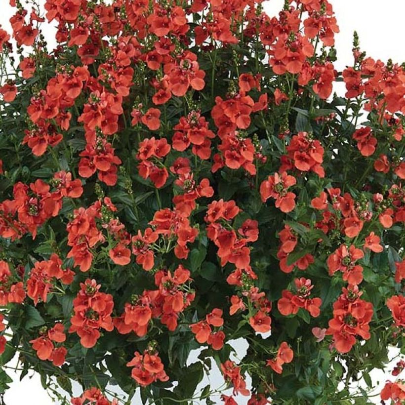 Diascia Trinity Sunset  (Flowering)