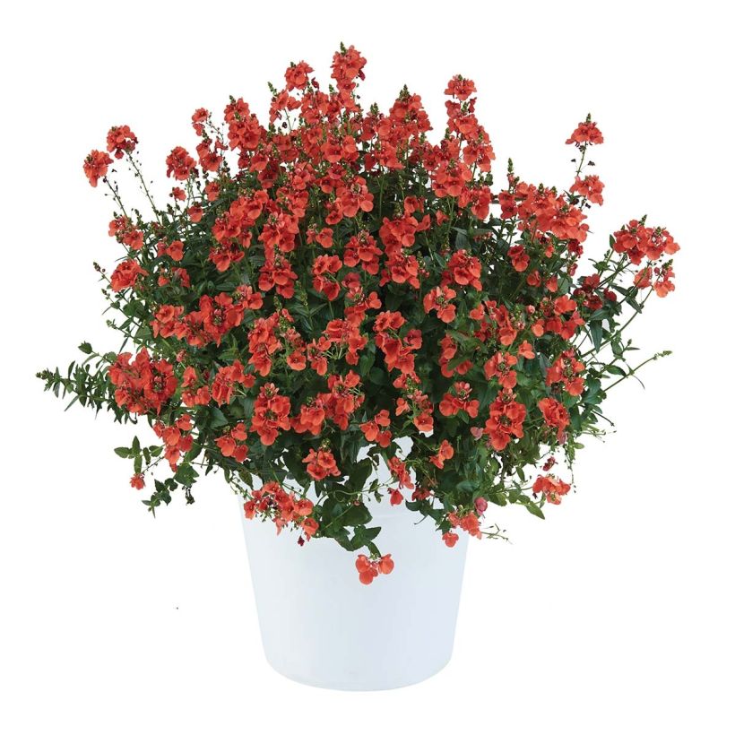 Diascia Trinity Sunset  (Plant habit)