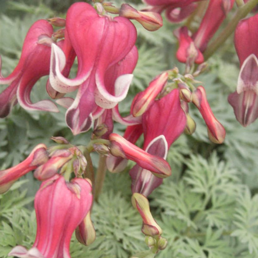 Coeur de Marie - Dicentra King of Hearts (Flowering)