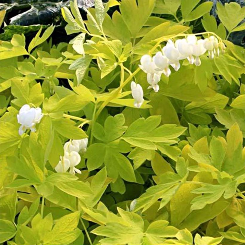 Coeur de Marie - Dicentra spectabilis White Gold (Flowering)