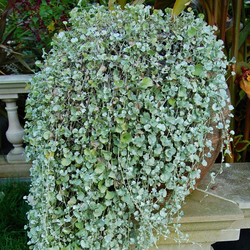 Dichondra Silver Falls   (Plant habit)