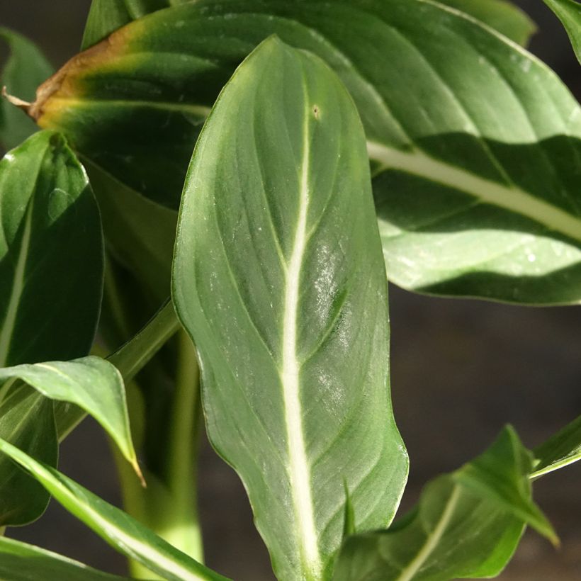 Dieffenbachia Sterling (Foliage)