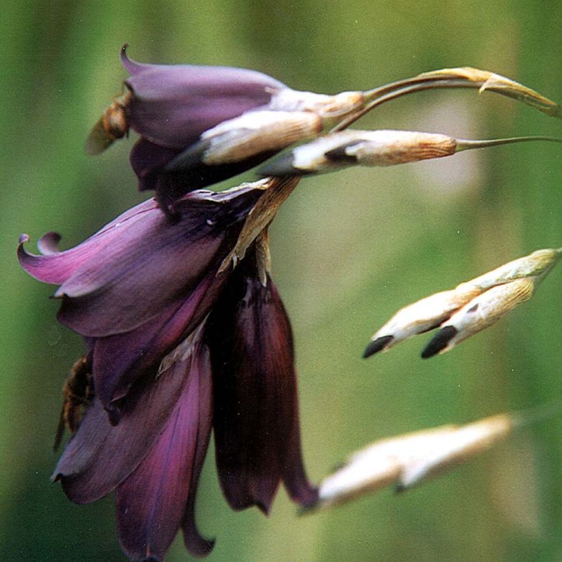 Dierama Merlin - Canne à pêche des anges (Flowering)