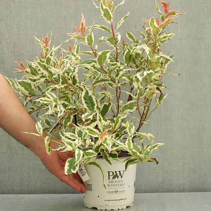 Example of Diervilla Kodiak Mixx Pot de 3L/4L as you get in ete