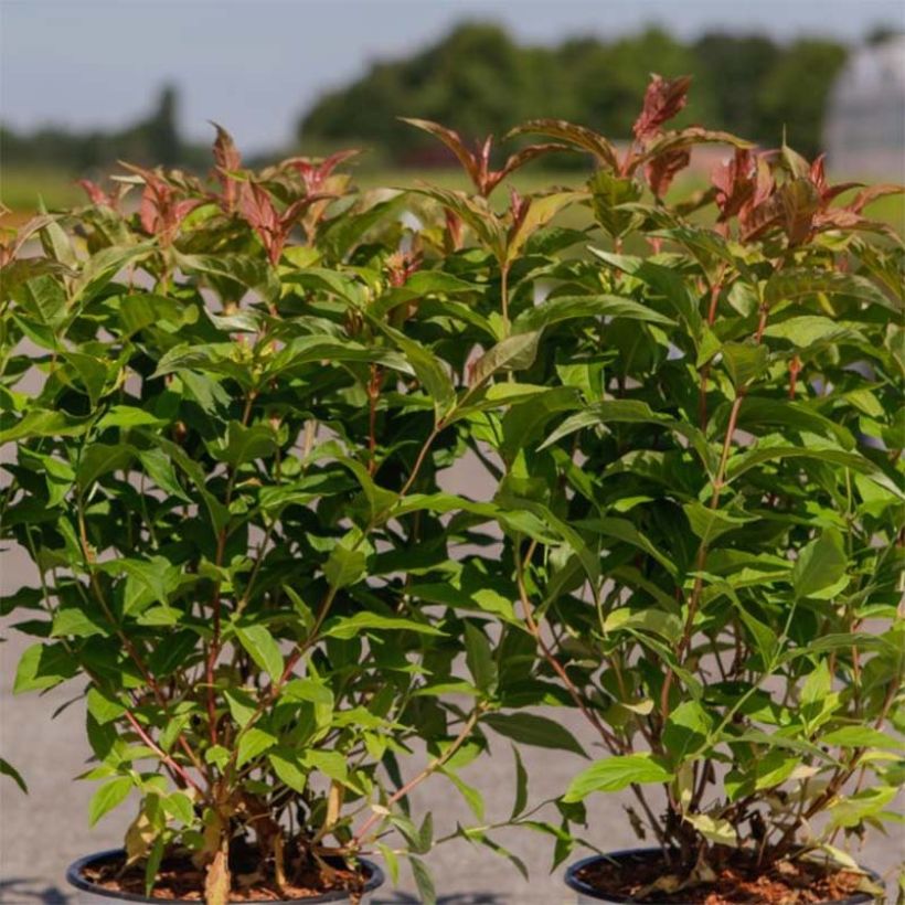 Diervilla Kodiak Orange (Foliage)