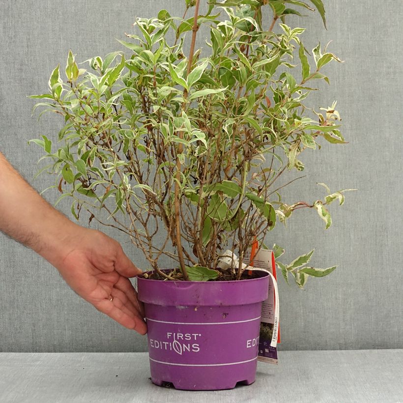 Example of Diervilla sessilifolia Cool Splash Pot de 3L/4L as you get in ete
